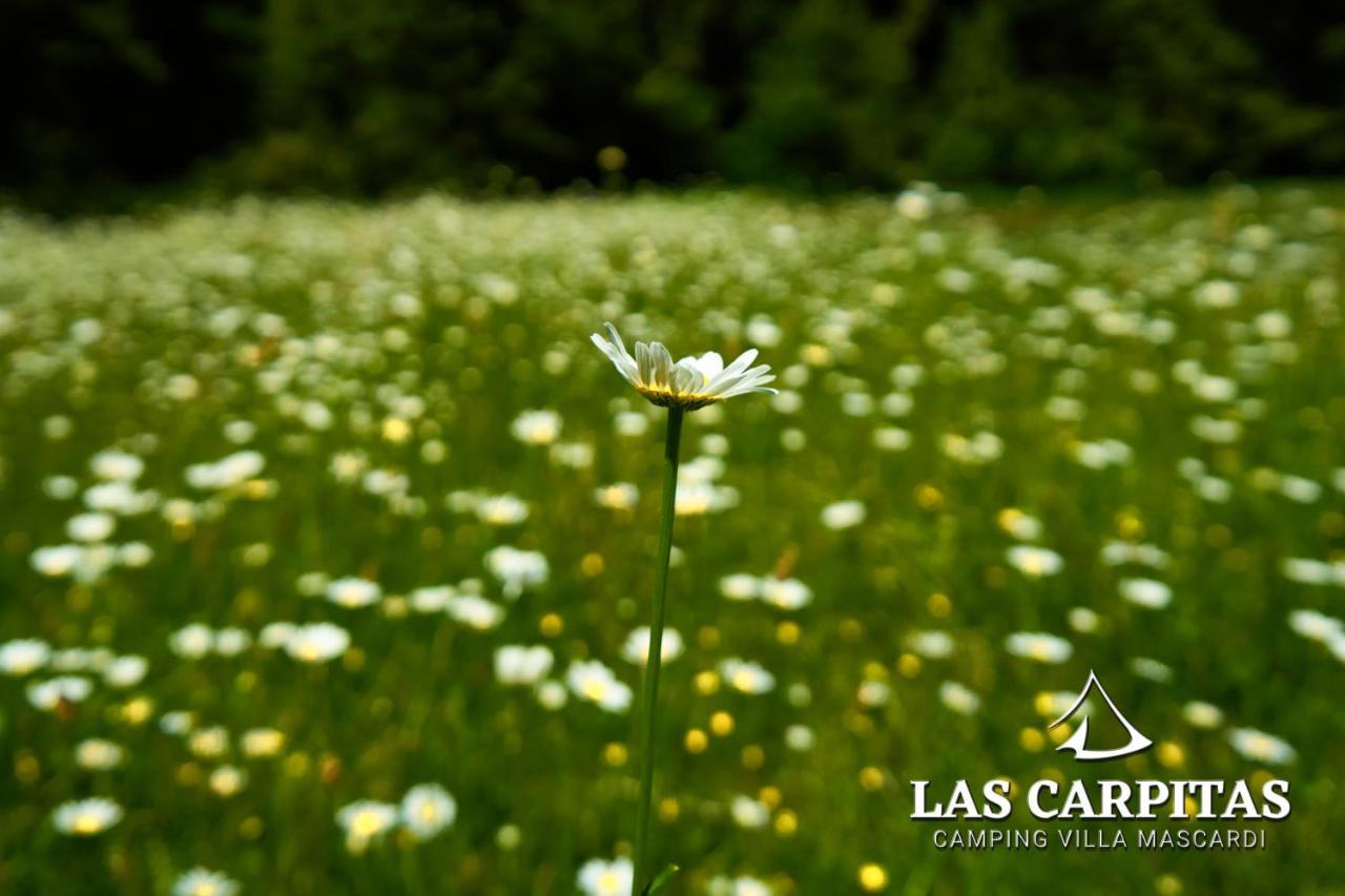 Las Carpitas Villa Mascardi ภายนอก รูปภาพ