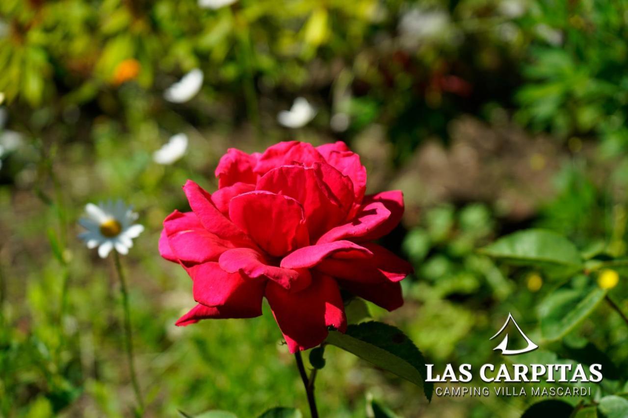 Las Carpitas Villa Mascardi ภายนอก รูปภาพ